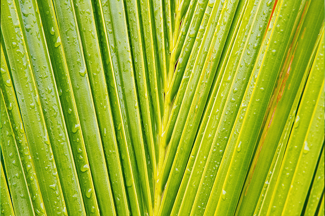 Grünes Blatt mit Tropfen