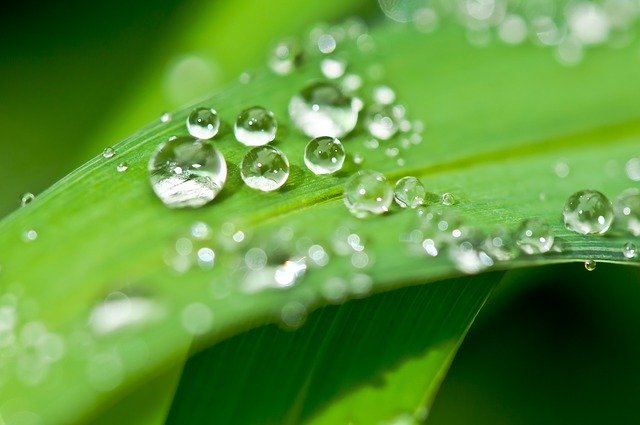 Wassertropfen auf grünen Blättern